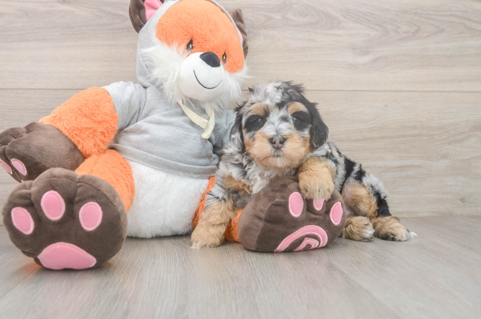 4 week old Mini Bernedoodle Puppy For Sale - Premier Pups