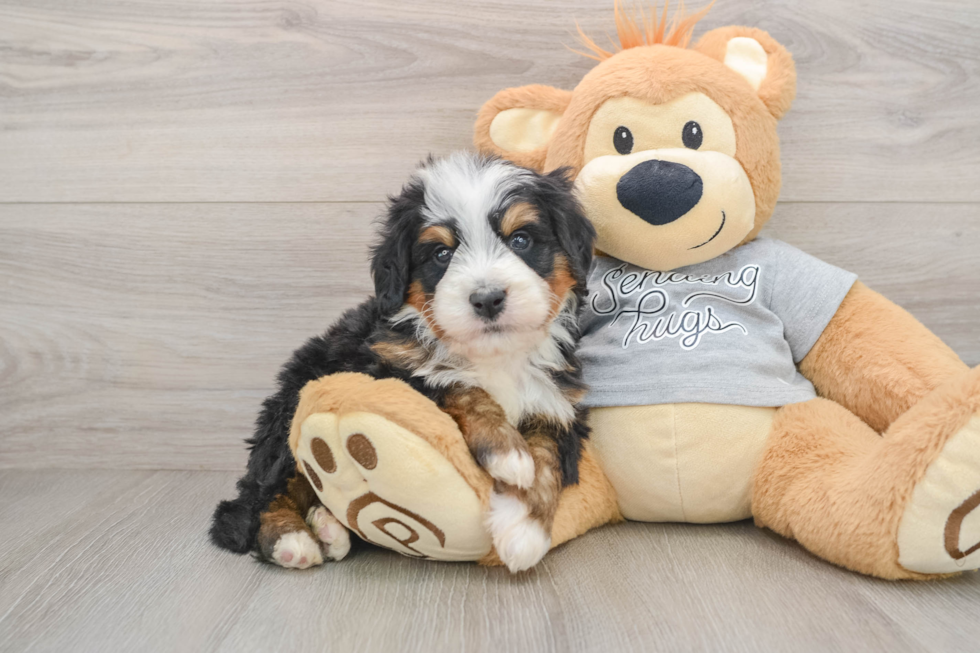 Fluffy Mini Bernedoodle Poodle Mix Pup