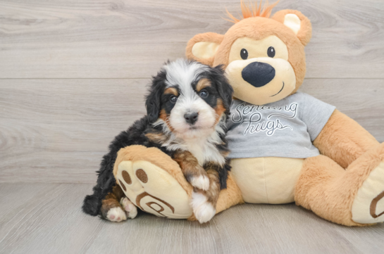 Fluffy Mini Bernedoodle Poodle Mix Pup