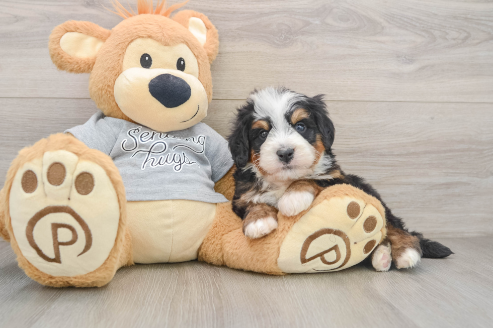 Best Mini Bernedoodle Baby