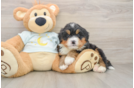 Happy Mini Bernedoodle Baby
