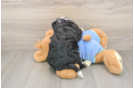 Hypoallergenic Mini Bernepoo Poodle Mix Puppy