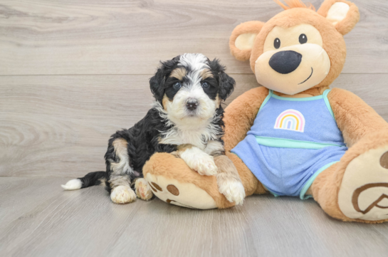 Cute Mini Bernedoodle Baby