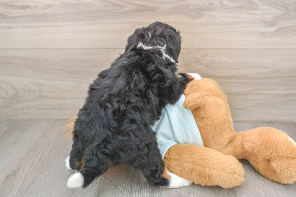 Mini Bernedoodle Pup Being Cute