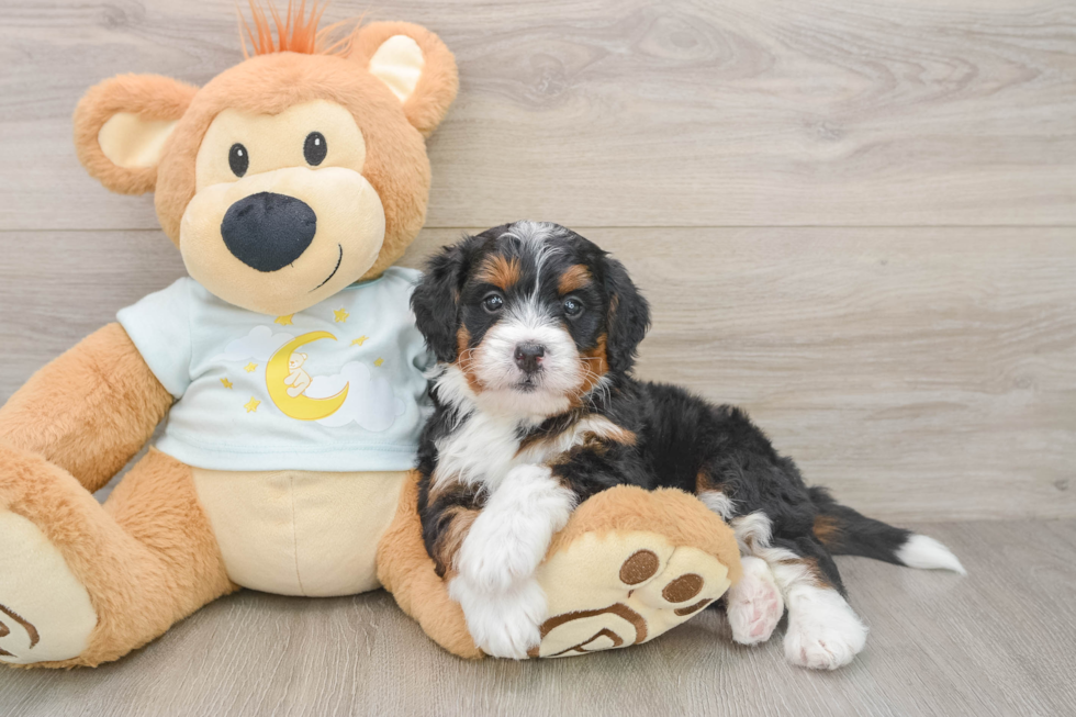 Cute Mini Bernedoodle Baby