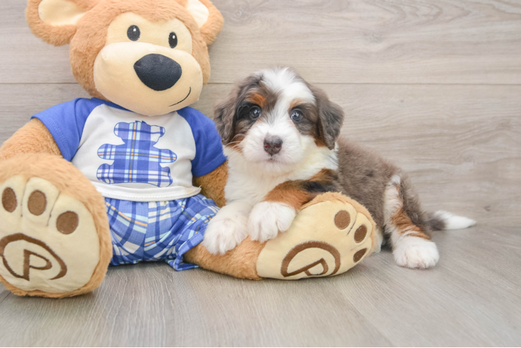 Sweet Mini Bernedoodle Baby