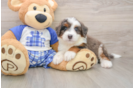 Sweet Mini Bernedoodle Baby