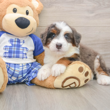 Sweet Mini Bernedoodle Baby