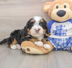 6 week old Mini Bernedoodle Puppy For Sale - Premier Pups