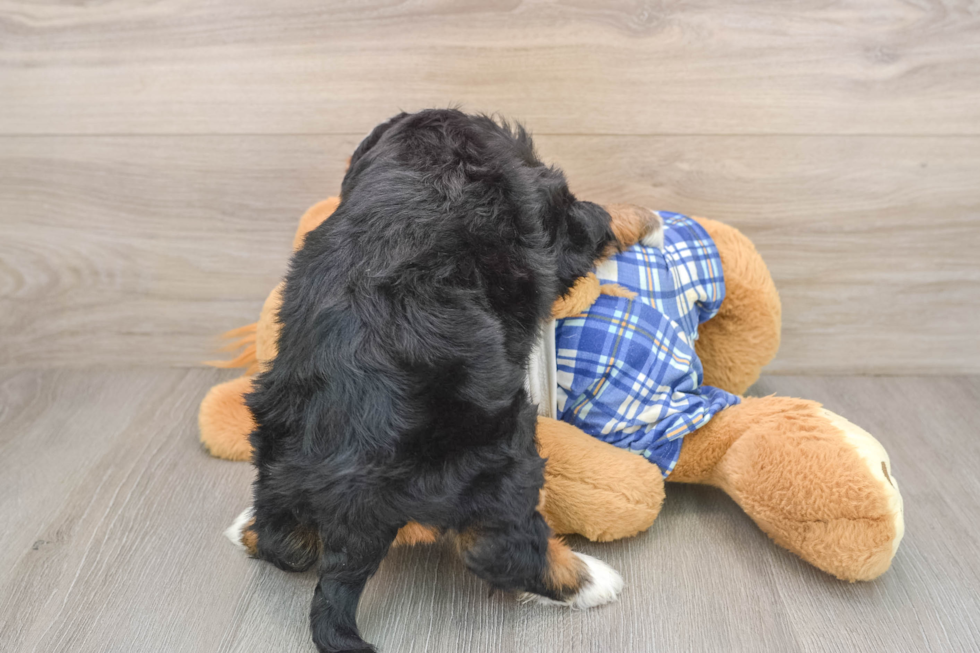 Cute Mini Bernedoodle Baby