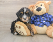 7 week old Mini Bernedoodle Puppy For Sale - Premier Pups