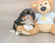 5 week old Mini Bernedoodle Puppy For Sale - Premier Pups