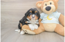 Best Mini Bernedoodle Baby