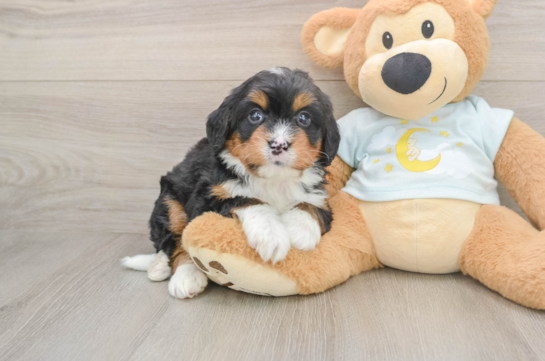Best Mini Bernedoodle Baby