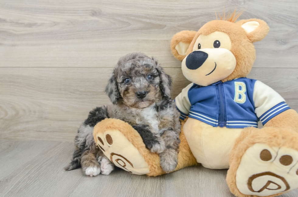 6 week old Mini Bernedoodle Puppy For Sale - Premier Pups