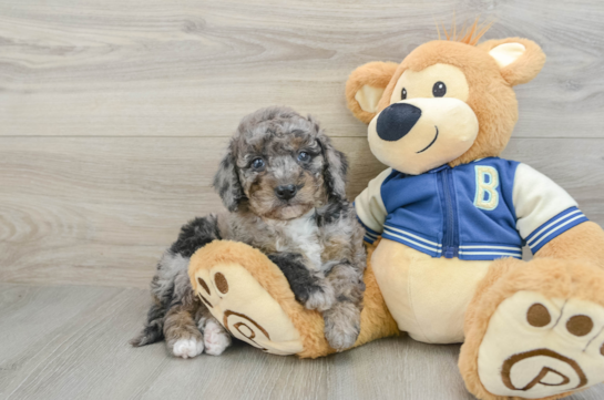 Best Mini Bernedoodle Baby