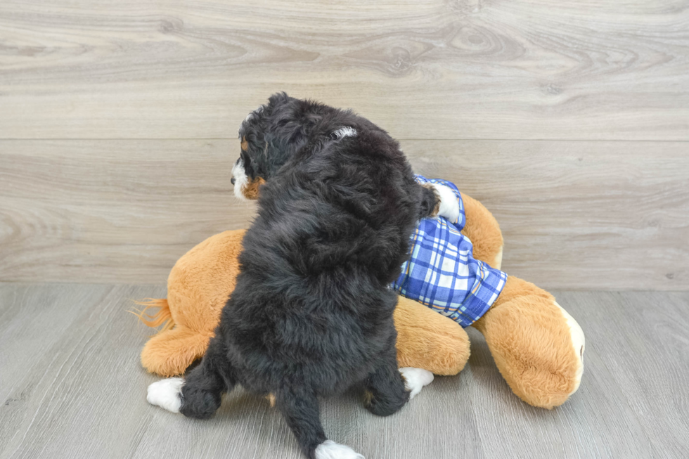 Mini Bernedoodle Pup Being Cute