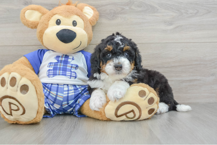 Mini Bernedoodle Pup Being Cute