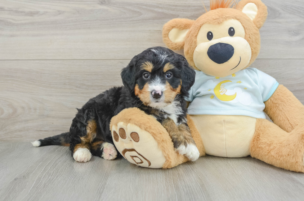 6 week old Mini Bernedoodle Puppy For Sale - Premier Pups