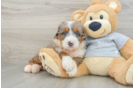 Mini Bernedoodle Puppy for Adoption