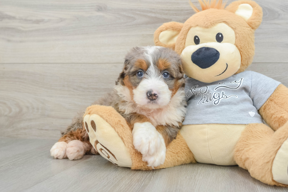 Mini Bernedoodle Puppy for Adoption