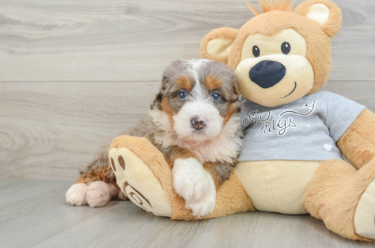 Mini Bernedoodle Puppy for Adoption