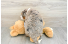 Popular Mini Bernedoodle Poodle Mix Pup