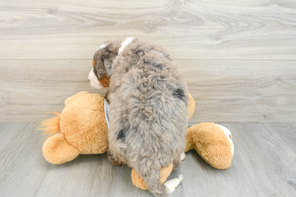 Popular Mini Bernedoodle Poodle Mix Pup