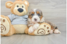 Cute Mini Bernedoodle Baby