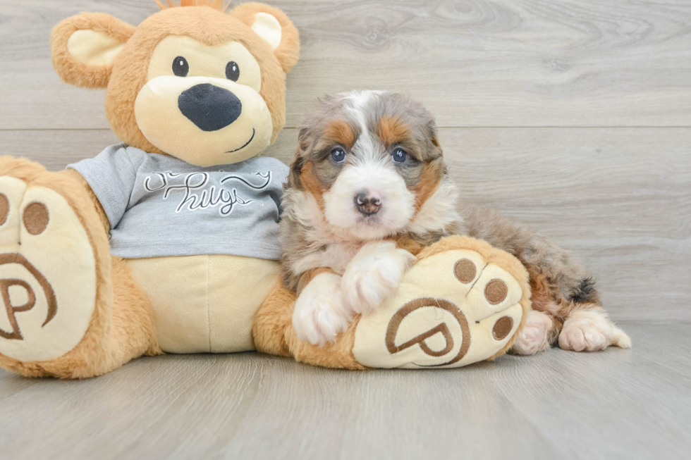 Cute Mini Bernedoodle Baby