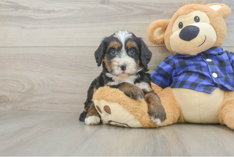 Mini Bernedoodle Puppy for Adoption