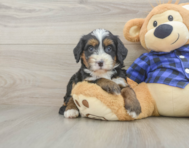 8 week old Mini Bernedoodle Puppy For Sale - Premier Pups