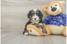 Mini Bernedoodle Puppy for Adoption