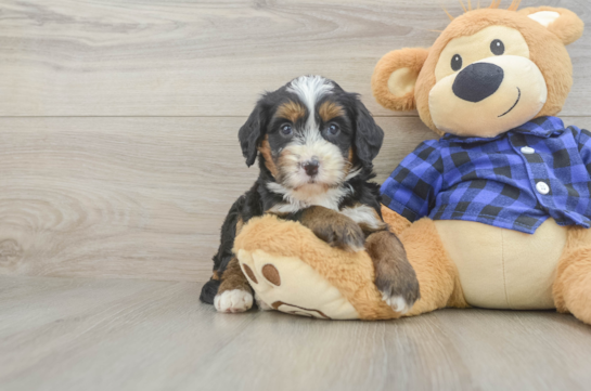 Mini Bernedoodle Puppy for Adoption