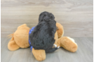 Best Mini Bernedoodle Baby
