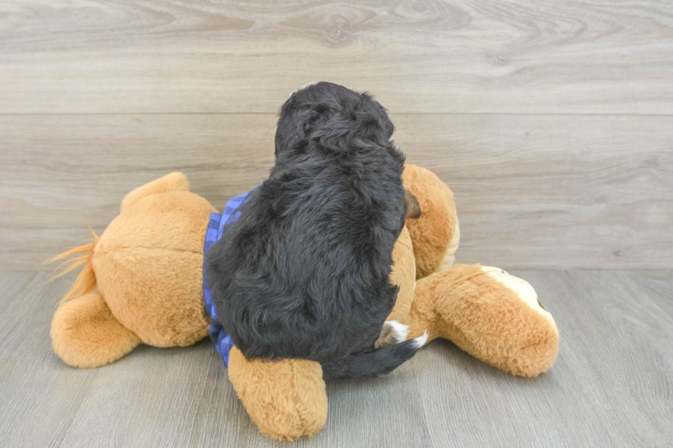 Best Mini Bernedoodle Baby
