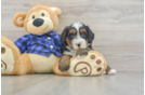 Playful Mini Bernadoodle Poodle Mix Puppy