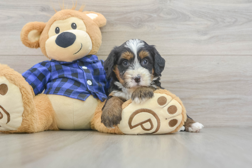 Playful Mini Bernadoodle Poodle Mix Puppy
