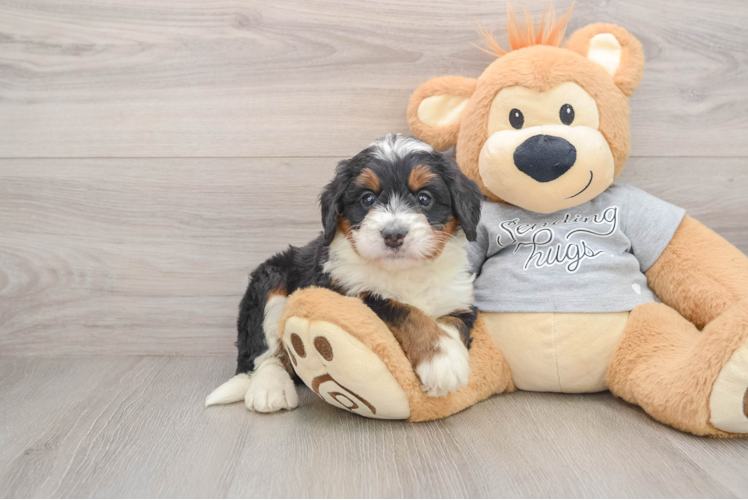 Mini Bernedoodle Puppy for Adoption