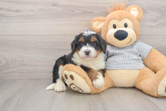 Mini Bernedoodle Puppy for Adoption