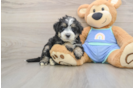 Funny Mini Bernedoodle Poodle Mix Pup