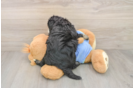 Hypoallergenic Mini Bernesepoo Poodle Mix Puppy
