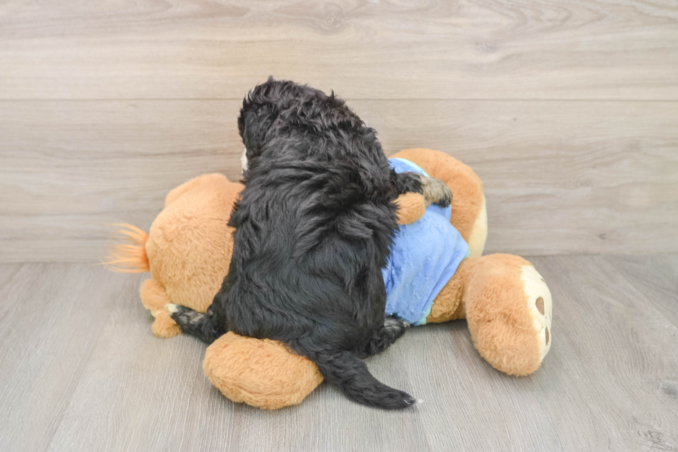 Hypoallergenic Mini Bernesepoo Poodle Mix Puppy
