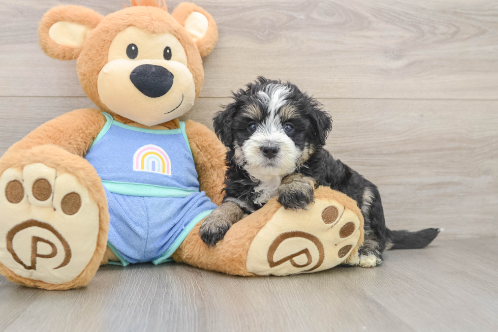 Energetic Mini Bernese Poodle Poodle Mix Puppy