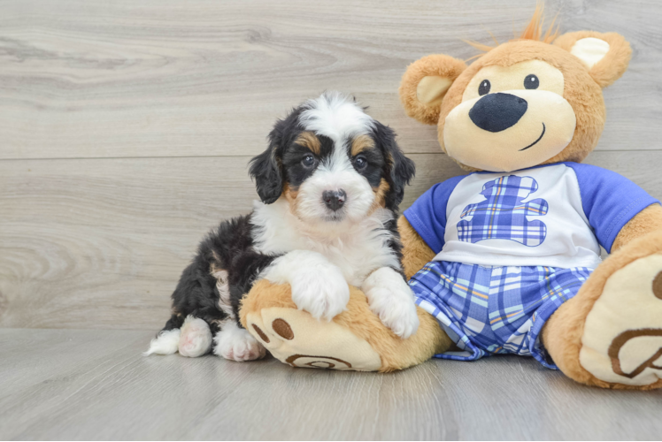 Cute Mini Bernedoodle Baby