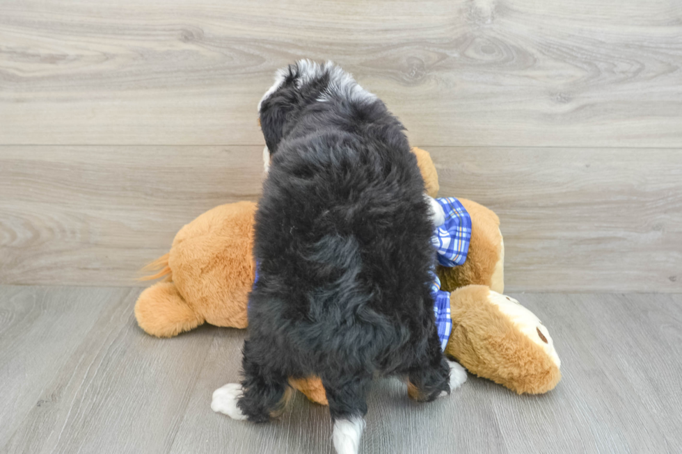 Best Mini Bernedoodle Baby