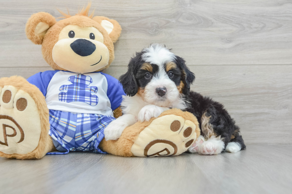 Mini Bernedoodle Puppy for Adoption