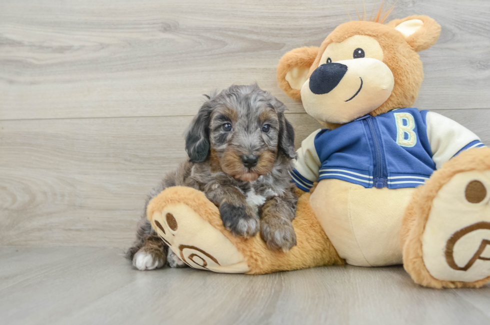 6 week old Mini Bernedoodle Puppy For Sale - Premier Pups