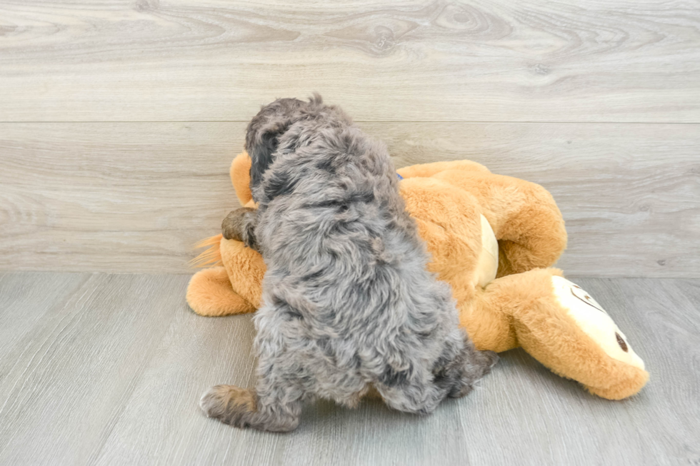 Funny Mini Bernedoodle Poodle Mix Pup