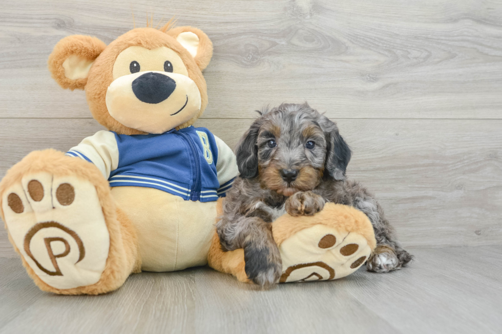 Small Mini Bernedoodle Baby